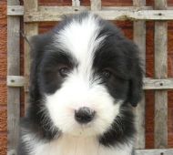 LULU 6 weeks old